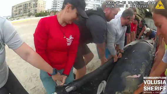 Video shows nearly 14 people rescuing stranded manatee off Florida beach