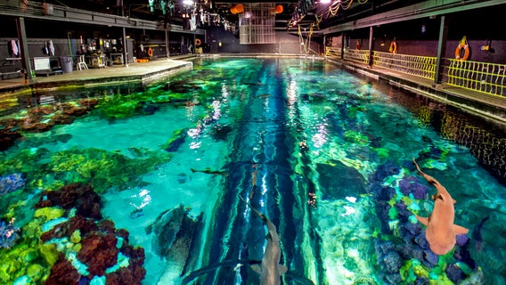 SeaWorld Orlando announces first-ever VIP experience for Shark Week