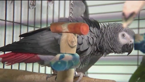 It's a race against the clock to save dozens of animals from defunct Daytona Beach nursing home