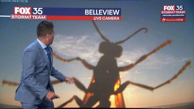 Giant wasp briefly interrupts FOX 35 weather report in hilarious moment