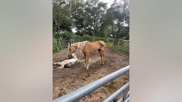'Emaciated and lethargic' horses seized by Florida deputies in Volusia County
