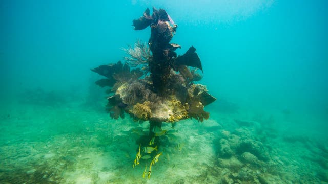 Water at tip of Florida hits hot tub level, possibly setting world record for warmest seawater