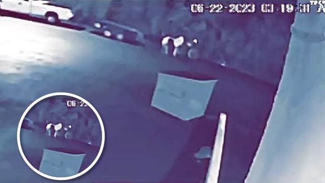 Have you seen a horse? Video shows person steal a horse, then ride away on a bike