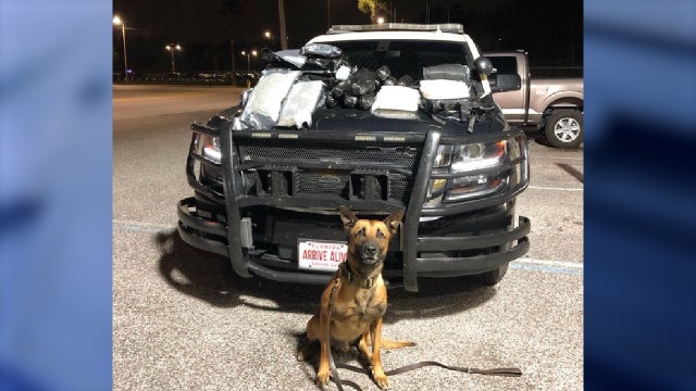 Florida K-9 sniffs out $400K in drugs, gets praise from officials