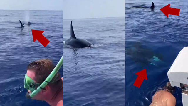 Epic video shows Florida Keys fishermen's rare encounter with killer whales: 'He's coming right at you'