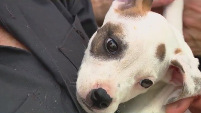 Florida dog shelter needs help after learning lease will be terminated