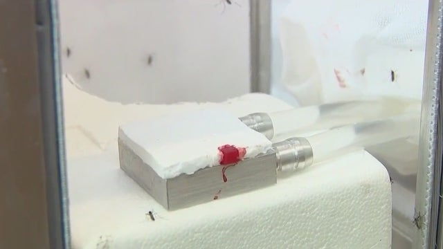 UCF creates artificial animal tissue for mosquito research