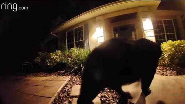 Curious bear makes surprise appearance on Florida resident's doorbell camera