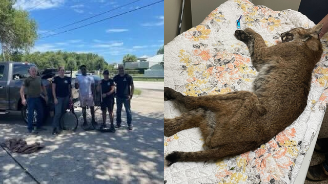 Starved Florida bobcat dies on way to vet, despite rescue efforts: 'I could feel every bone in his body'