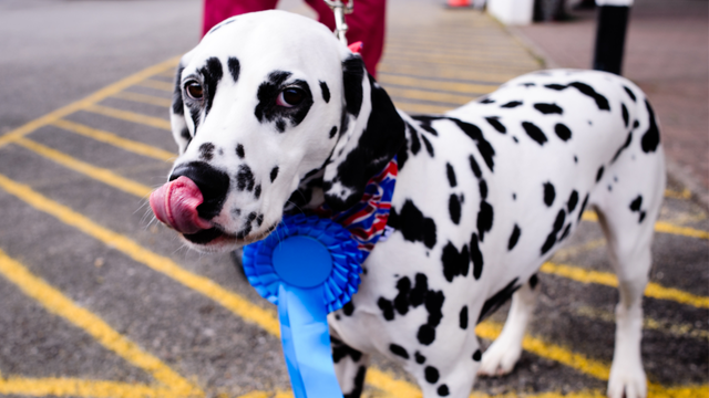 Florida city looking to elect its first-ever dog mayor