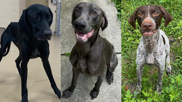 Florida man arrested for animal cruelty after dead puppy, 5 malnourished dogs found at home: police