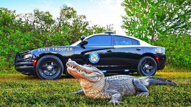 Florida Highway Patrol enters to win annual 'best looking cruiser' contest