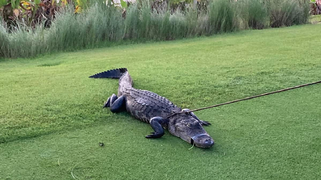 Florida man attacked by a 7-foot alligator while walking at Naples golf course