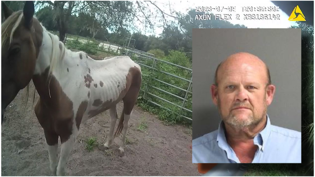 Florida man arrested after 'emaciated and lethargic' horses found at his home: deputies