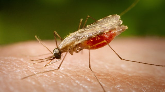 Malaria spreads in Florida county with 7th locally contracted case