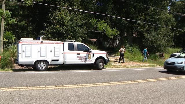 1 dog found dead, 32 others found in 'deplorable conditions' in Ocoee home: Deputies