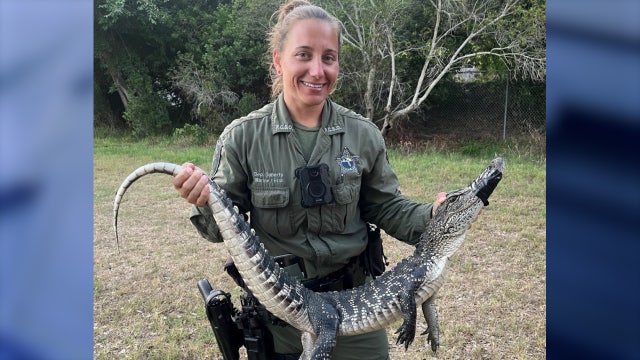 Florida resident alarmed by strange car noises, finds alligator