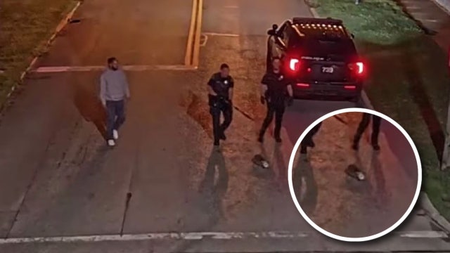 Police officers save 'distressed' raccoon with mayo jar stuck on its head: WATCH