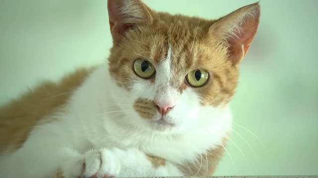 Nearly 100 animals in need of new homes after foreclosure sale in Daytona Beach