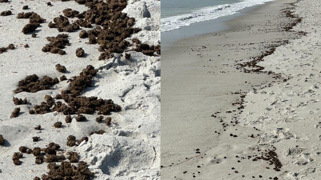 Lost treasure? Mystery marijuana washes up on Neptune Beach and no, you shouldn't take it