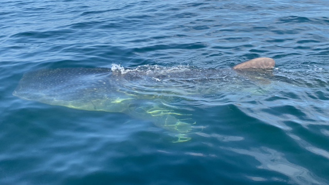 Close-up whale shark encounter stuns boaters off Florida coast: 'Once-in-a-lifetime experience'