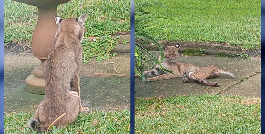 'What tore it up like that?': Community racing to rescue starved neighborhood bobcat in Brevard County