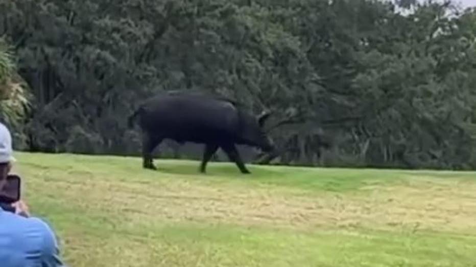 Wild hog steals the show at Florida golf course: 'Just minding its