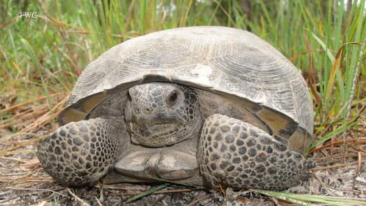 New lawsuit aims to protect Floridas gopher tortoises Were killing them at an alarming rate New lawsuit aims to protect Floridas gopher tortoises Were killing them at an alarming rate