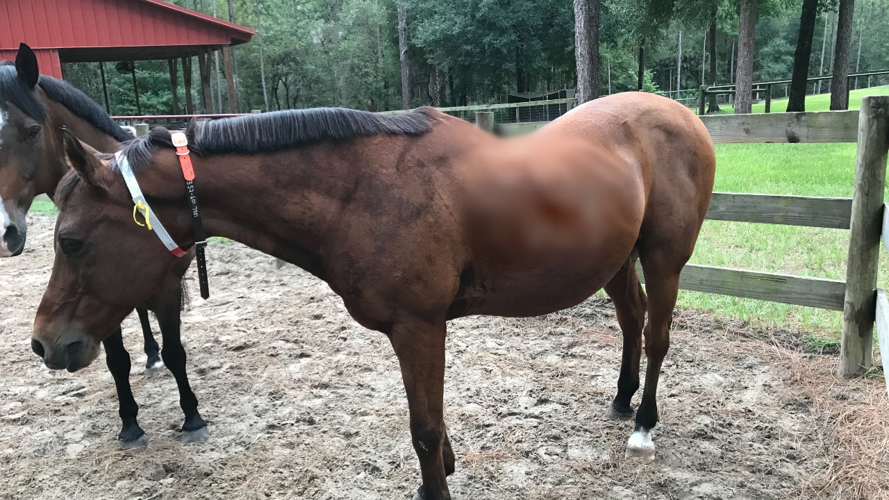 Florida horse trainers prepare animals for Idalia: 'Little bit nerve-racking' | FOX 35 Orlando