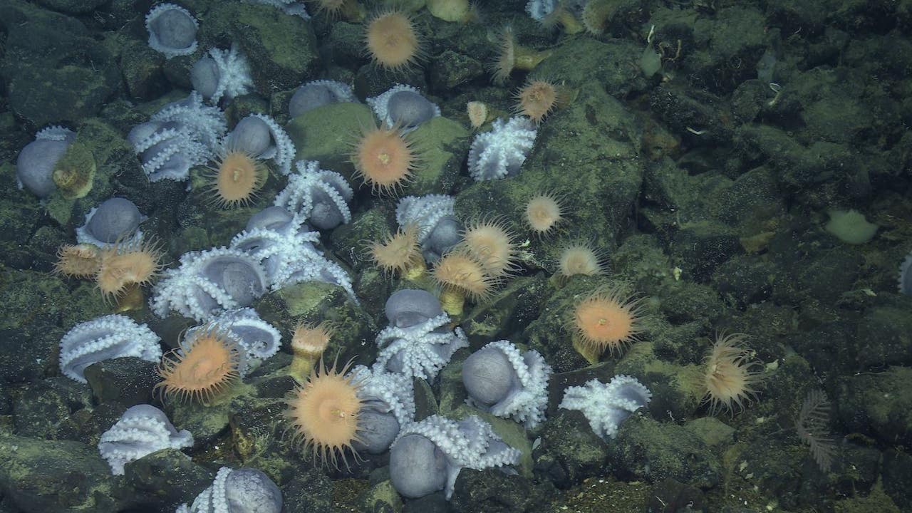 Stunning video Rare Octopus Garden discovered off California coast Stunning video Rare Octopus Garden discovered off California coast
