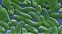 Flesh-eating bacteria in Florida: Second person dies from Vibrio vulnificus