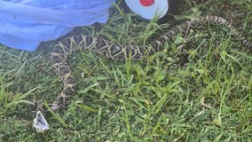 'I'm traumatized': Rattlesnake attacks, kills Florida family's small dogs in backyard