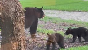 'Heartbreaking': Mama black bear dies after being shot in Florida neighborhood