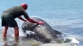 Florida deputy tries to save stranded manatee: What happens next might surprise you