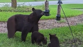 Black bear shot, killed in Sanford neighborhood 'charged' at man and his dog, documents say