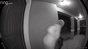 Must-see video: Florida woman stunned, terrified by hidden black bear at her front door