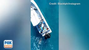 Drone video captures shark attacking boat off Florida coast