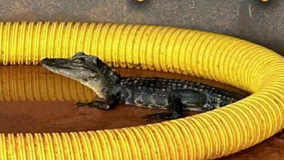 Lost alligator surprises students on first day at Central Florida school, deputies say