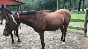 Florida woman shares unconventional way of keeping track of animals during hurricanes