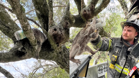 Central Florida firefighters rescue raccoon stuck in tree with jar on its head