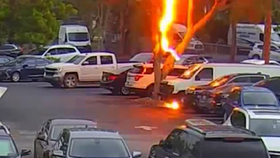 Lightning bolt strikes tree near parked car at Florida sheriff's office: WATCH