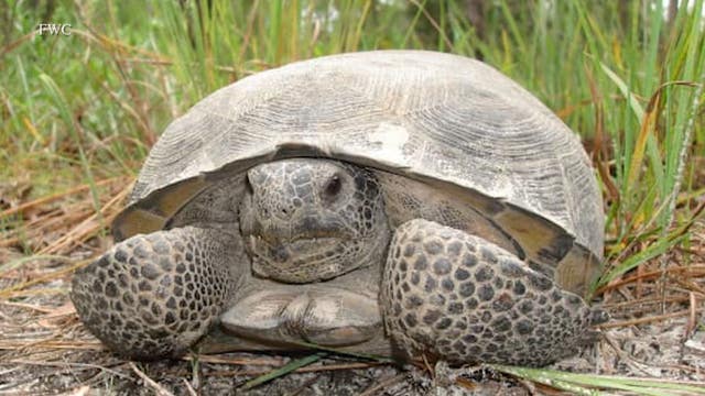 New lawsuit aims to protect Florida's gopher tortoises: ‘We're killing them at an alarming rate’
