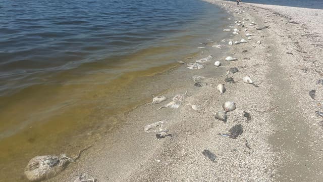 ‘Suffocated to death’: Florida researchers testing water, carcasses to determine what caused fish kill
