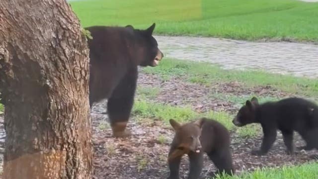 'Heartbreaking': Mama black bear dies after being shot in Florida neighborhood