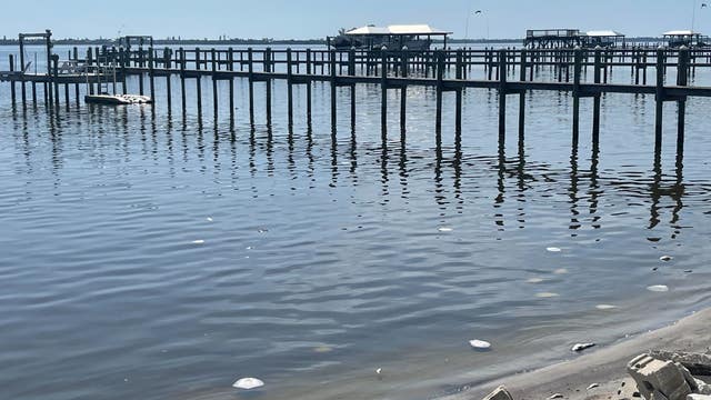 ‘It’s horrible': Hundreds of dead fish, crabs, eels decaying in the Indian River Lagoon