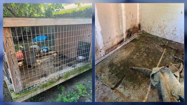 Illegal dog fighting ring in Daytona Beach revealed dogs living in 'despicable conditions:' Police