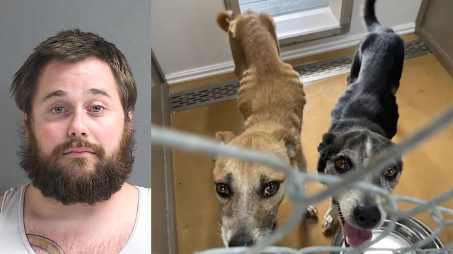 Central Florida man arrested for malnourished dogs said he hasn't bought dog food in 5 weeks: deputies