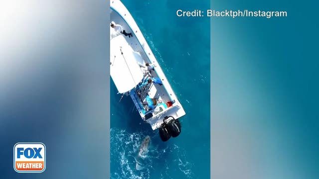 Drone video captures shark attacking boat off Florida coast