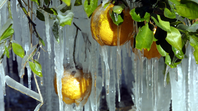 'Frosty' winter in the cards for Florida this year, Farmers' Almanac says