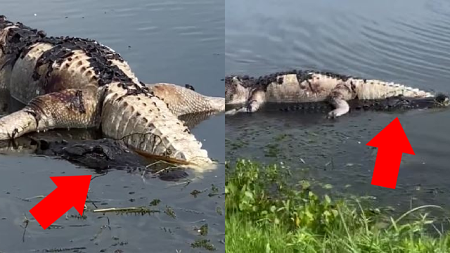 Alligator seen carrying dead alligator on its back in bizarre scene on Central Florida lake